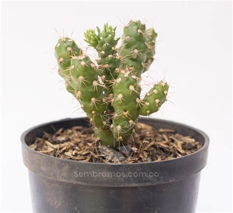 Planta Cactus Texas | Venta de Plantas y Semillas | Tienda ...