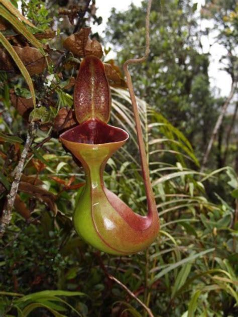 Planta Carnívora Nepenthes – Espécies e Fotos | Meio ...