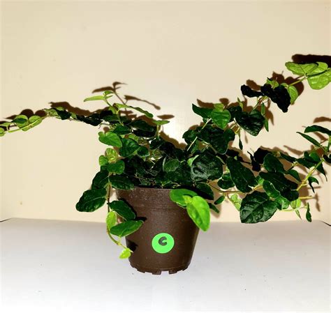Planta de higo rastrero / Vid Ficus Repens maceta de 4 | Etsy