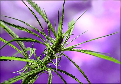 Planta de marihuana y características principales de cada tipo