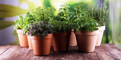 Planta de orégano y otras especias que puedes cultivar en ...