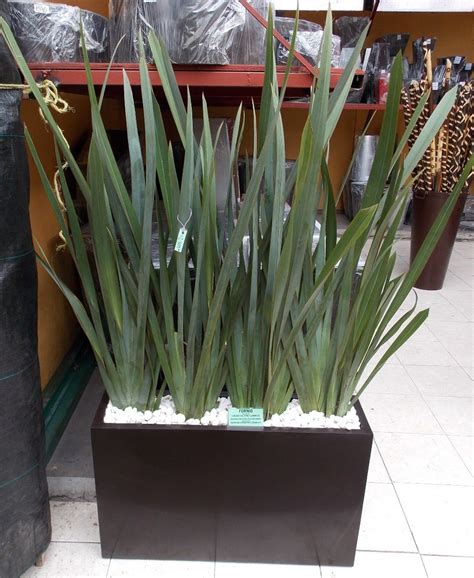 Planta De Ornato Fornio  sólo En Ciudad De México    $ 69.00 en Mercado ...
