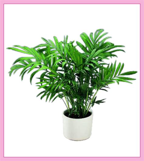 Planta de ornato palma | Florería Liliana online