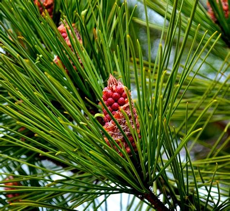 Planta de Pinus Pinaster Pino marítimo. En alveolo forestal