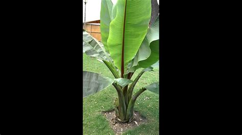 Planta de plátano   YouTube