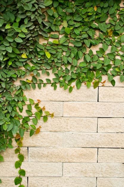 Planta enredadera que crece en una pared de ladrillo | Foto Premium