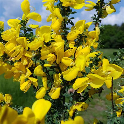 Planta mediterránea: 5 especies a tener en cuenta para tu jardín