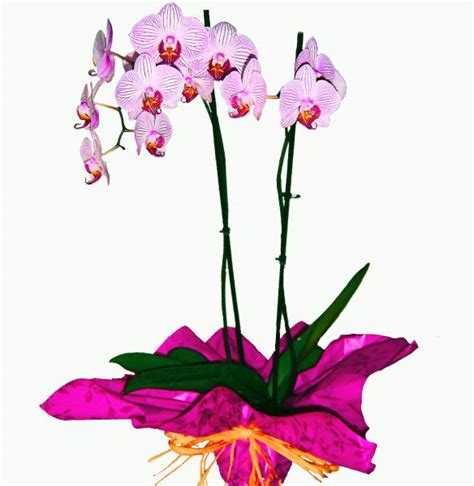 Planta Orquídea Phalaenopsis para enviar a domicilio como ...