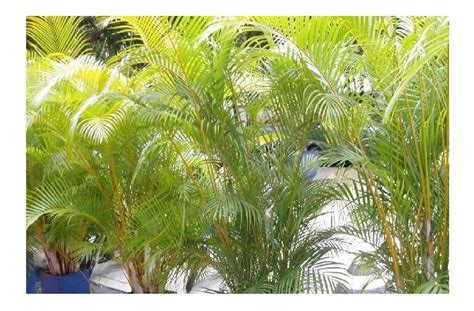 Planta Palma Areca 10 L 1.2 M Envio Gratis   $ 299.00 en ...