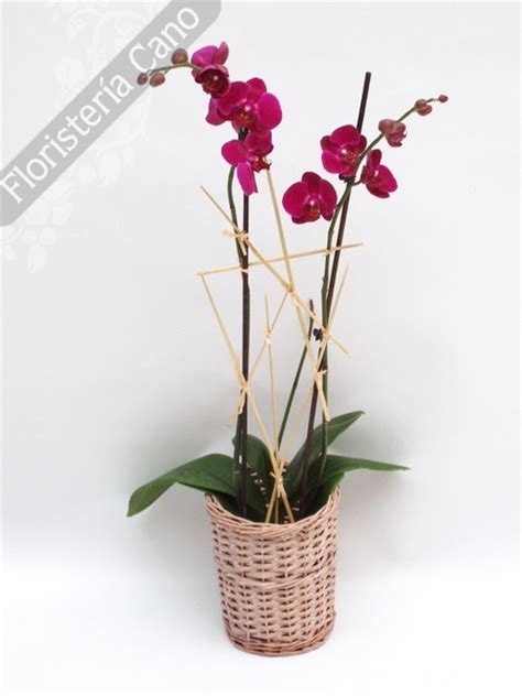 Planta para regalo orquídea phaleanopsis con macetero de ...