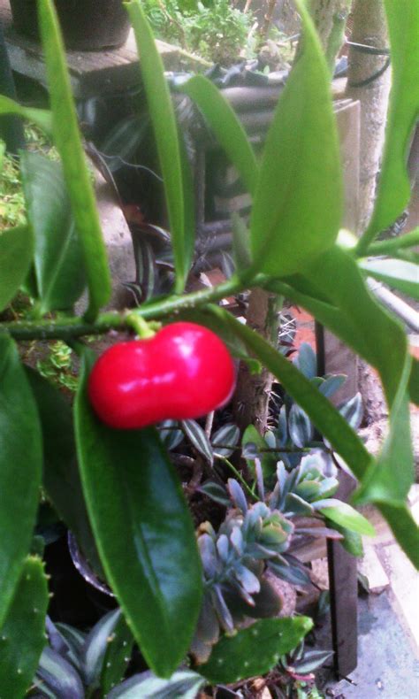 planta Thevetia ahouai , huevos de gato, bola de venado