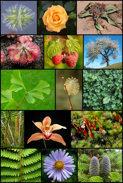 Plantae   Wikipedia, la enciclopedia libre
