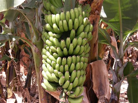PlantaMer: El plátano de Canarias