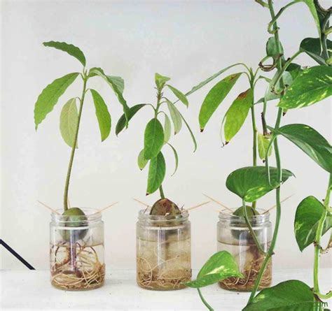 Plantar aguacate desde su hueso o semilla | Ecocosas