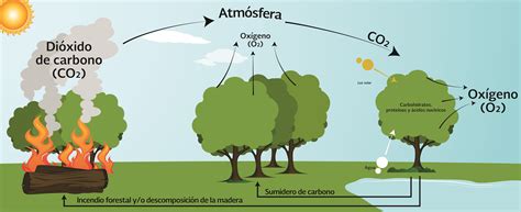 Plantar árboles – Turistosofía