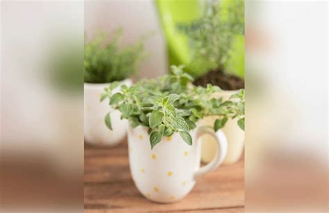 Plantar hierbas aromáticas en tazas: ideal para tener una ...