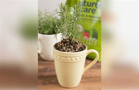 Plantar hierbas aromáticas en tazas: ideal para tener una ...