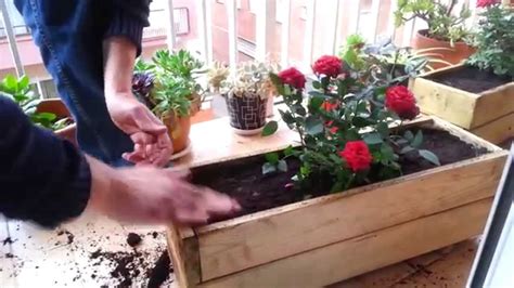 Plantar rosales en jardineras de madera   YouTube