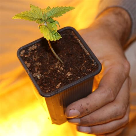 Plantar semillas Autoflorecientes de Marihuana   Blog de Grow Barato