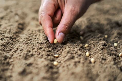Plantar semillas de soja a mano en el huerto. concepto de agricultura ...