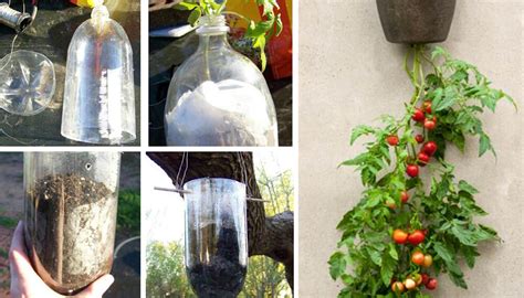 Plantar tomates en botellas de plástico colgantes, la solución para el ...