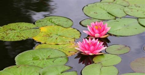 Plantas acuáticas ideales para estanques   Jardineria Loiu