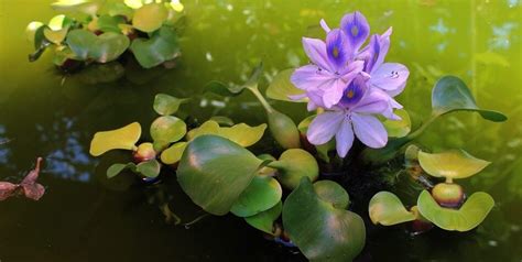 Plantas acuáticas ideales para estanques   Jardineria Loiu