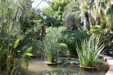 Plantas acuáticas y compañía: vivir en el estanque ...