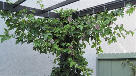 Plantas adecuadas para pérgolas   Passiflora   Pérgolas La Arboleda