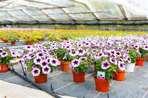 Plantas al por mayor para viveros   Rograplant