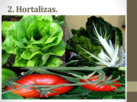 Plantas Alimenticias Con Sus Nombres Lamina   Get Images