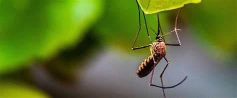 Plantas anti mosquitos: la solución para acabar con ellas ...
