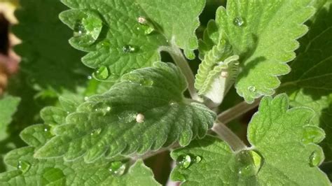 Plantas antimoscas: 9 poderosas plantas que son efectivas ...