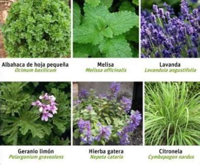 Plantas antimosquitos | Fronda   Magatzem Verd | Plantas ...