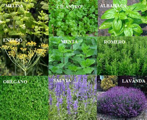 plantas aromaticas nombres   Buscar con Google | Plantas ...