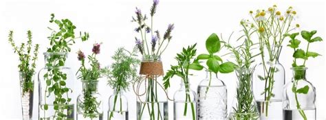 Plantas aromáticas para tu casa y tu cocina   canalHOGAR