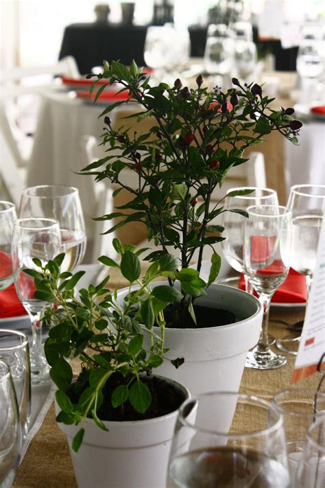 Plantas aromáticas. | Plantas, Planta aromatica, Eventos