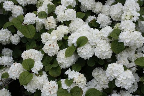 Plantas Aromáticas Que Irão Perfumar seu Jardim Todo o Ano ...