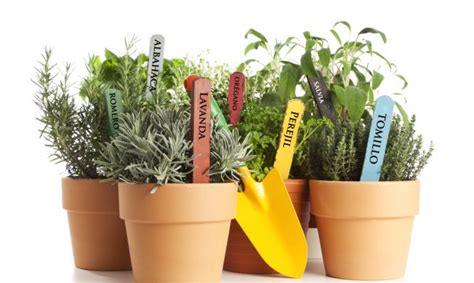 Plantas comestibles Decogarden