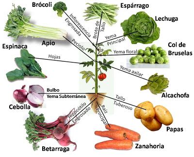 Plantas comestibles: Plantas alimenticias