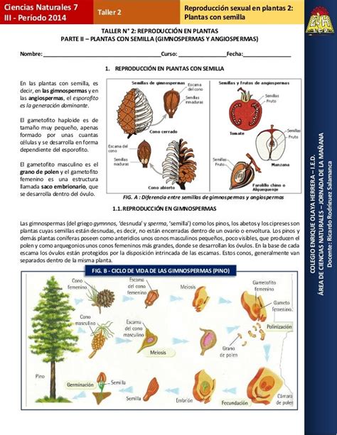 Plantas con semilla