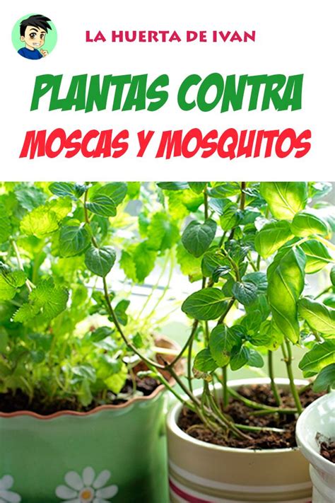 Plantas contra Moscas y Mosquitos | Plantas contra ...