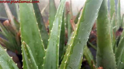 Plantas de Aloe vera, tendrás una farmacia en el Jardín