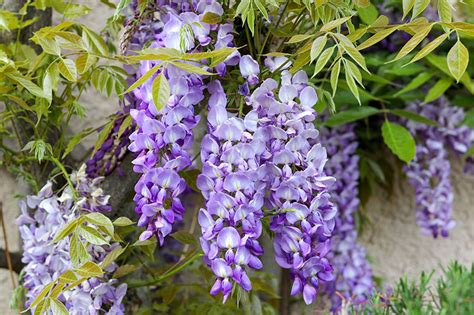 Plantas de exterior: 10 trepadoras con flor ideales para tu jardín   Foto 1