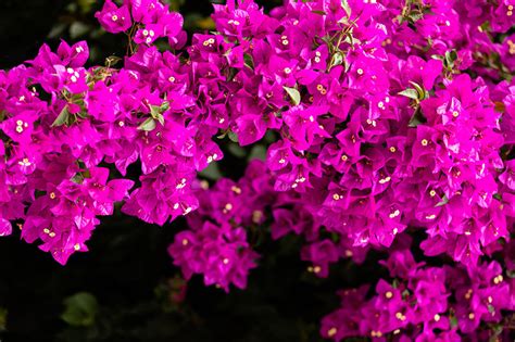 Plantas de exterior: 10 trepadoras con flor ideales para tu jardín   Foto 1
