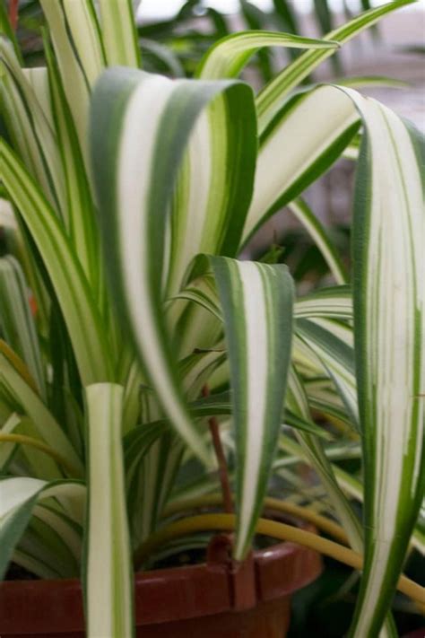 Plantas de exterior para que tu balcón o terraza parezcan un jardín en ...