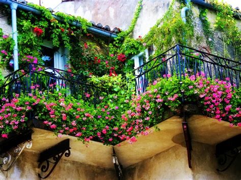 Plantas de exterior para terrazas y balcones   38 ideas