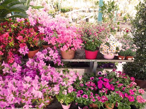 plantas de exterior | Rebolledo Floristas