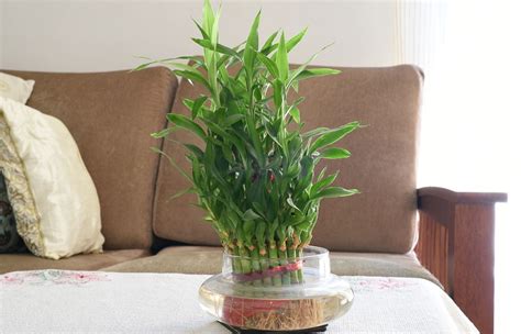 Plantas de Feng Shui e sua importância no design de interiores ...