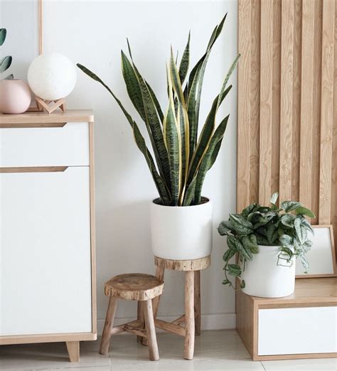 Plantas de Feng Shui e sua importância no design de interiores ...